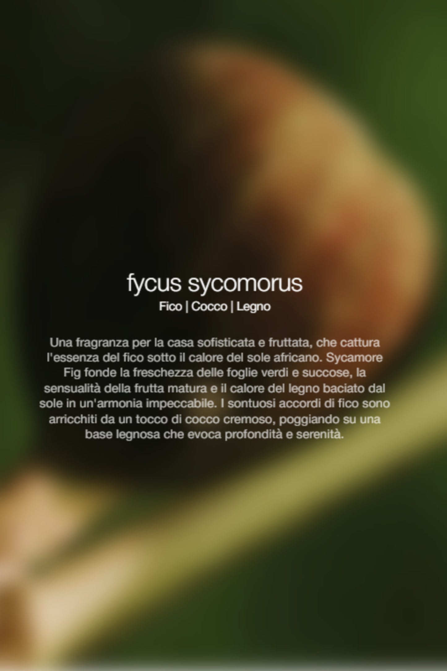  Zenology Spray Ambienti Fycus Sycomorus 1lt Unisex - 2