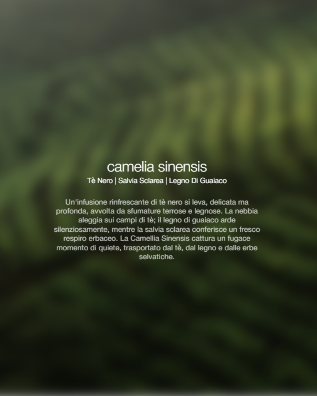  Zenology Spray Ambienti Camellia Sinensis 1lt Unisex - 2