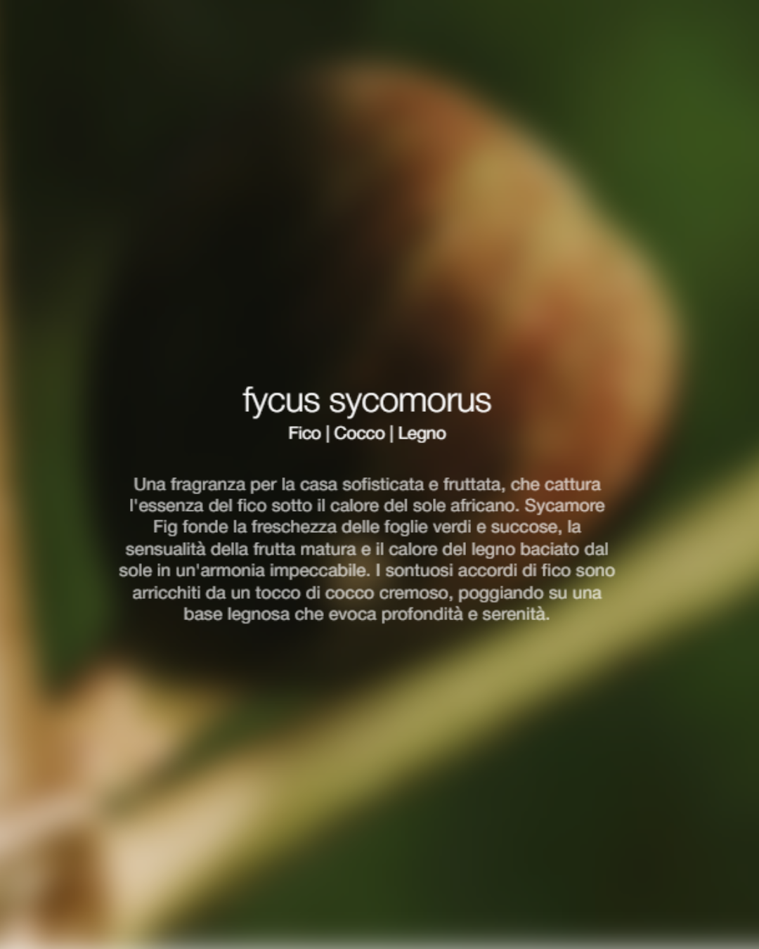  Zenology Spray Ambienti Fycus Symorus 300ml Unisex - 2