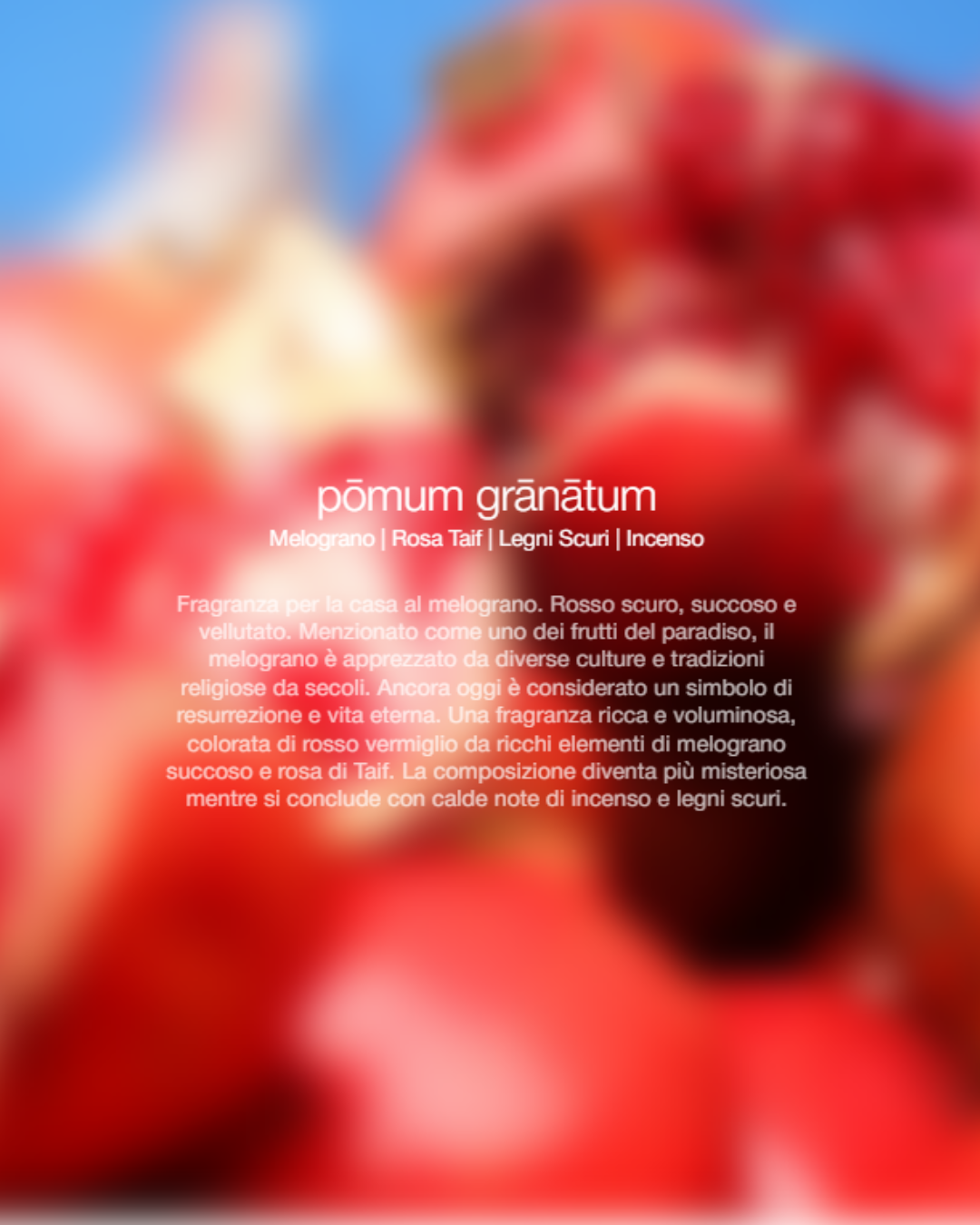  Zenology Spray Ambienti Pomum Granatum 300ml Unisex - 2