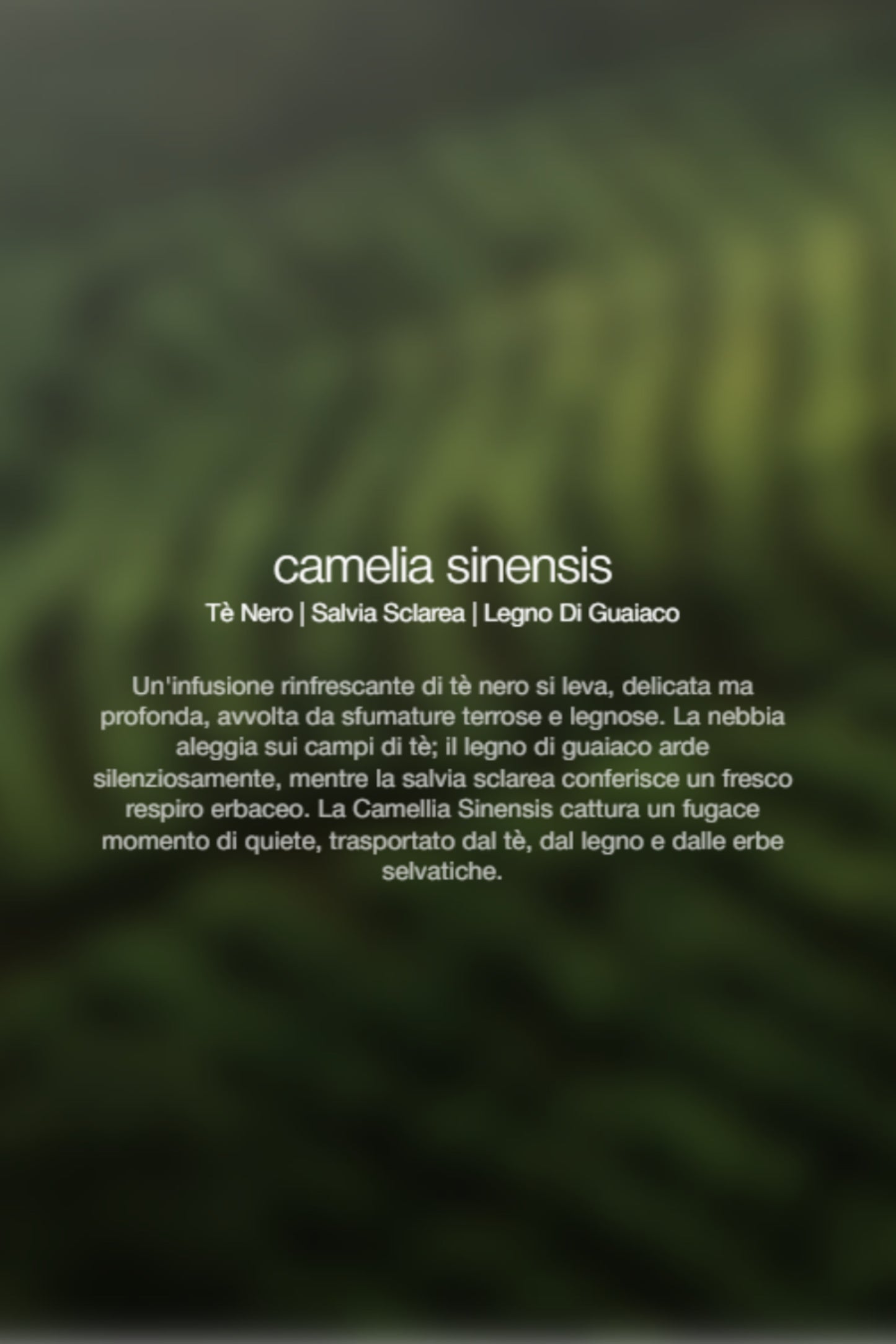  Zenology Spray Ambienti Camellia Sinensis 1lt Unisex - 2